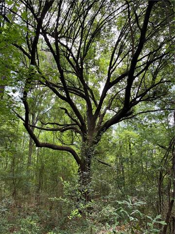 0 Passman Road Loranger, LA 70446 - Photo 15 of 17