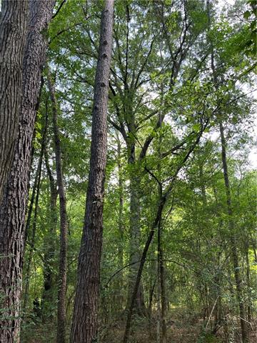 0 Passman Road Loranger, LA 70446 - Photo 8 of 17