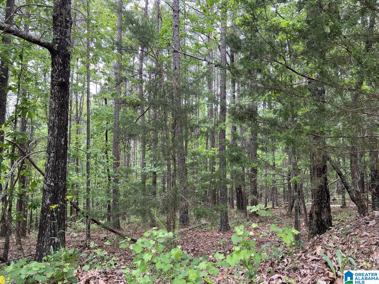 Sunhill Drive Remlap, AL 35133 - Photo 5 of 7