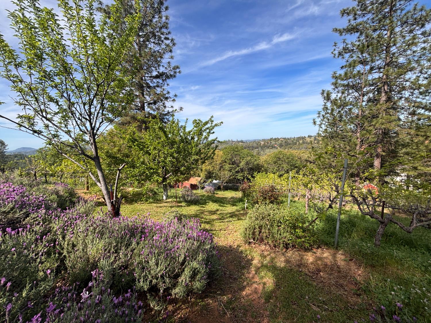 10285 Ponderosa Way Jackson, CA 95642 - Photo 3 of 84 a view of a yard with plants and a large tree