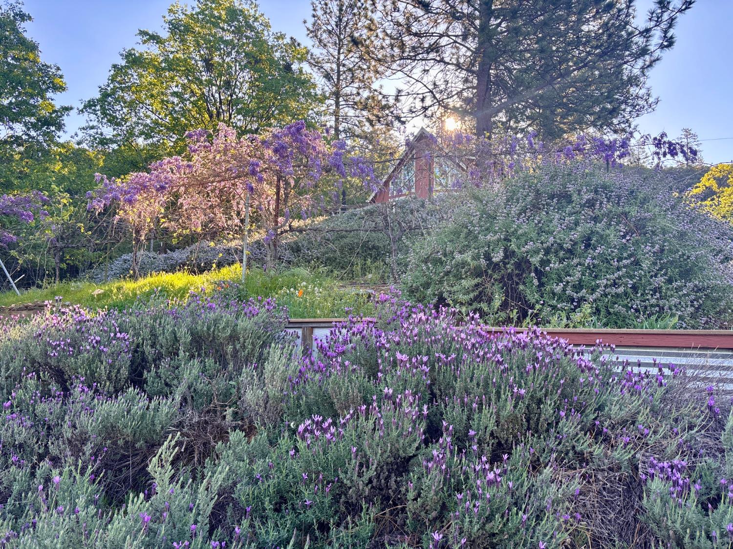 10285 Ponderosa Way Jackson, CA 95642 - Photo 50 of 84 View looking from the orchard/garden/vineyard up to the house