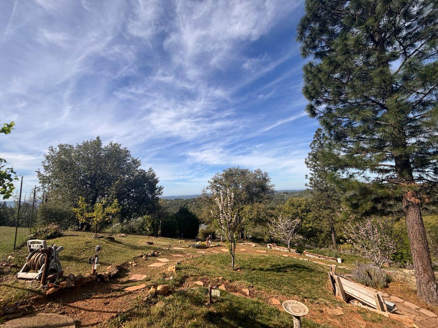 10285 Ponderosa Way Jackson, CA 95642 - Photo 53 of 84 a view of a yard with trees in front of it