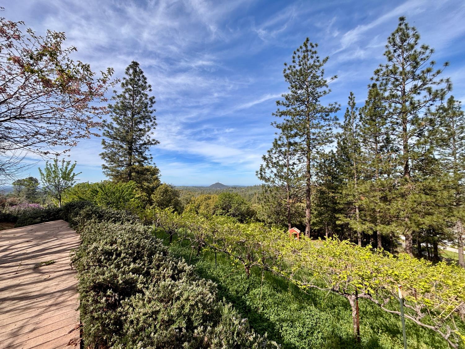 10285 Ponderosa Way Jackson, CA 95642 - Photo 66 of 84 a view of a garden with plants and a building