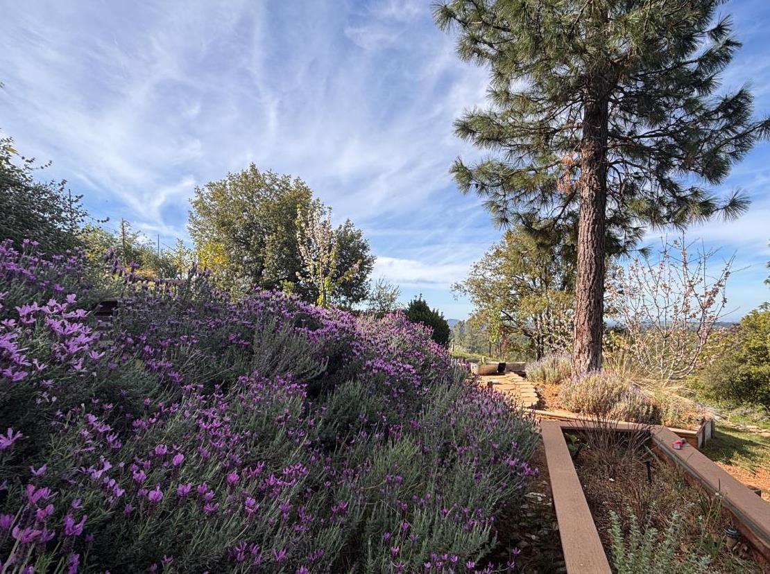 10285 Ponderosa Way Jackson, CA 95642 - Photo 68 of 84 a view of a yard with plants and trees