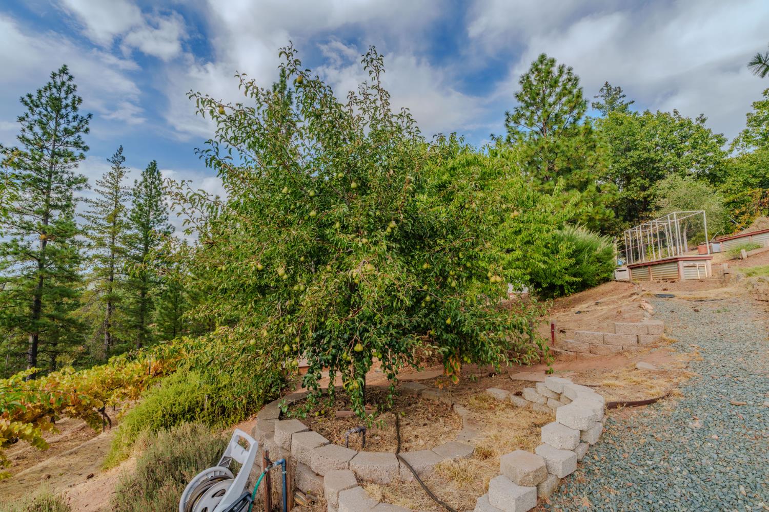 10285 Ponderosa Way Jackson, CA 95642 - Photo 72 of 84 a view of a yard with plants and large trees