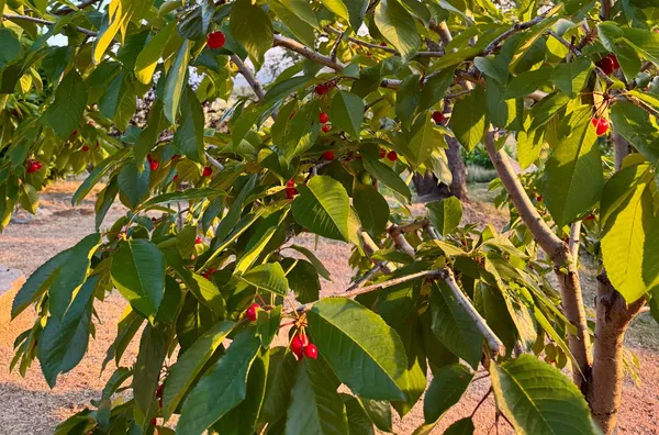 $579,999 | 10285 Ponderosa Way, Jackson, CA 95642