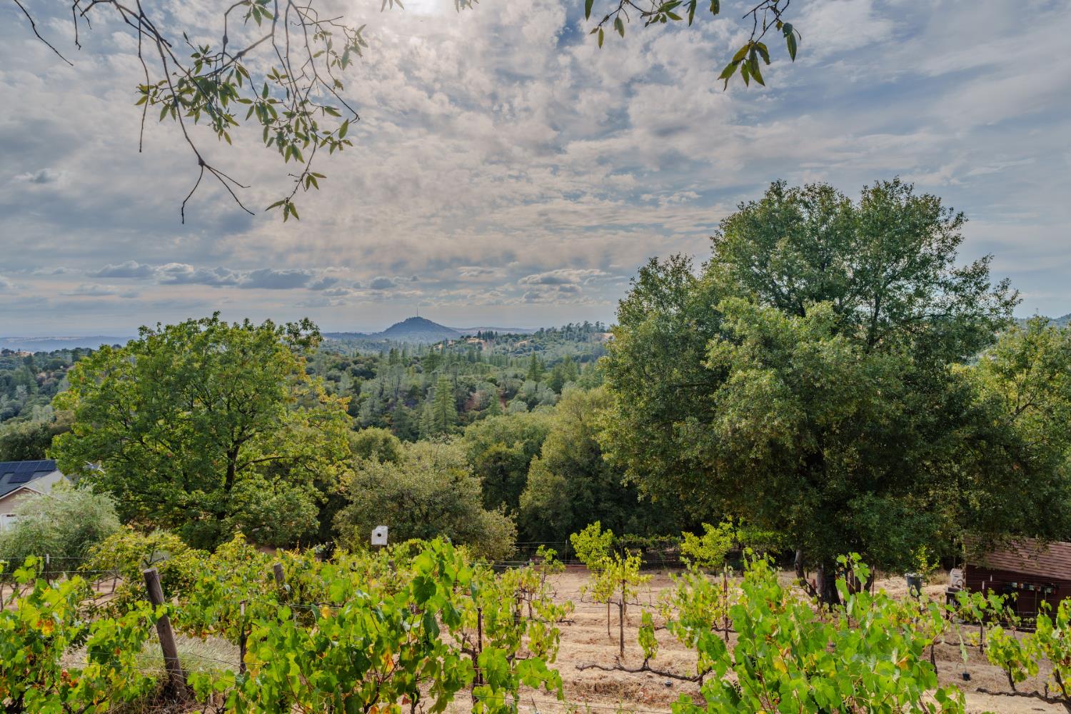 10285 Ponderosa Way Jackson, CA 95642 - Photo 8 of 84 Established orchard/garden/vineyard with deer fencing