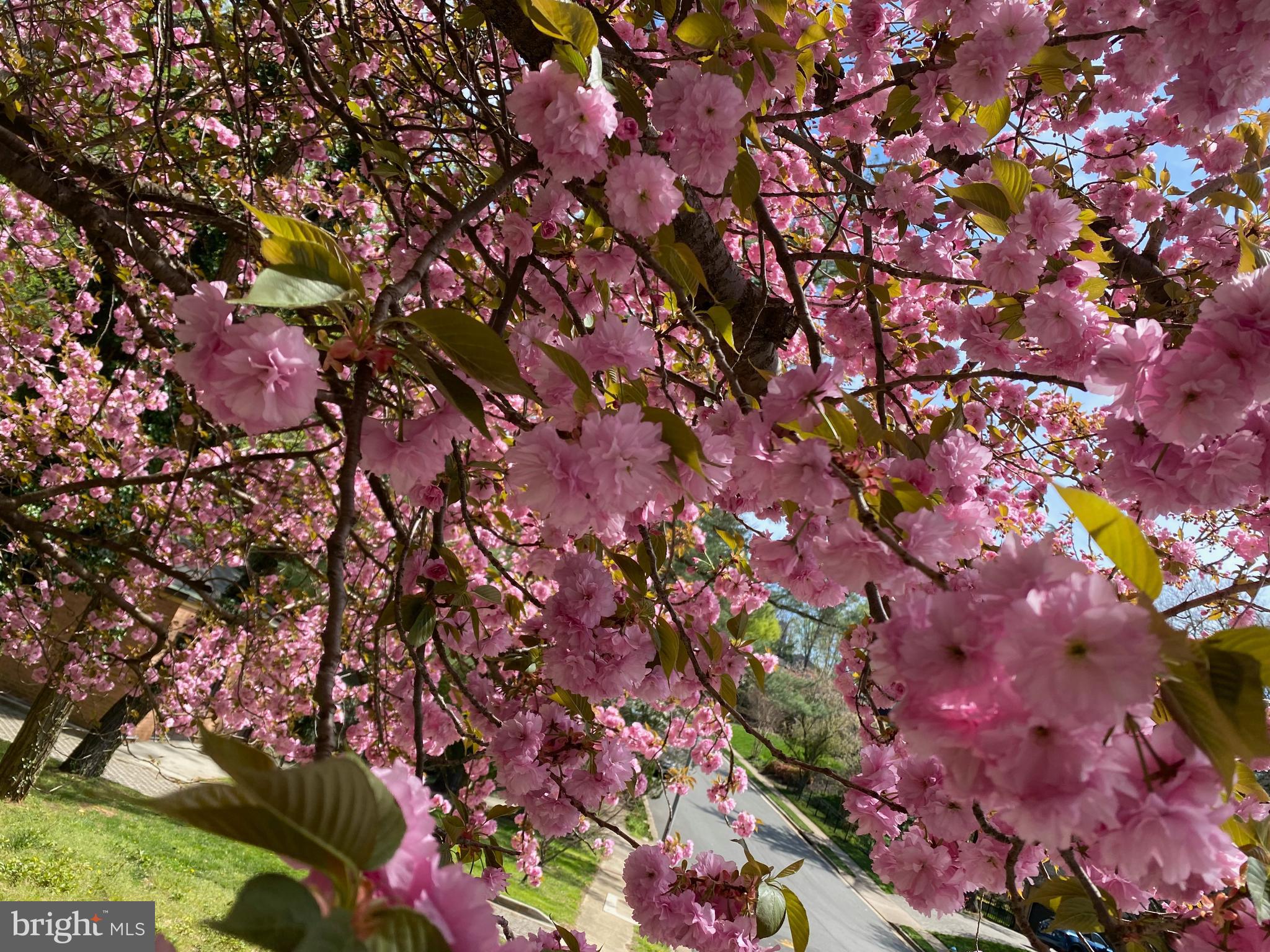 950 25th Street Northwest, Unit 608N Washington, DC 20037 - Photo 31 of 38 a picture of flowers