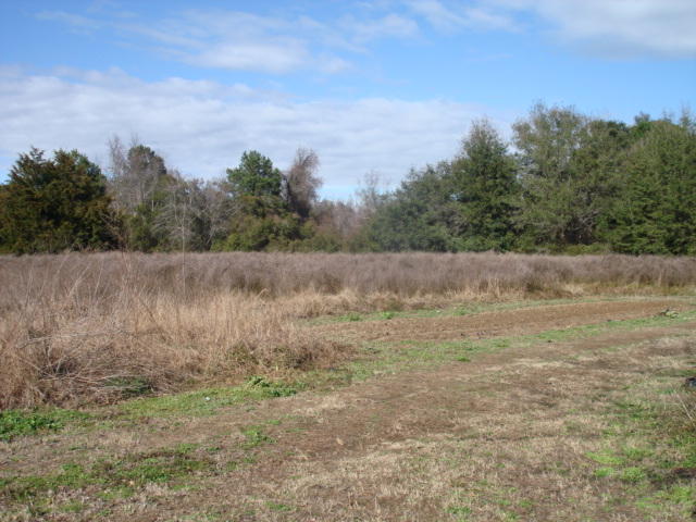 7666 Point Of Pines Road Edisto Island, SC 29438 - Photo 3 of 6 7666 Point of Pines (7)