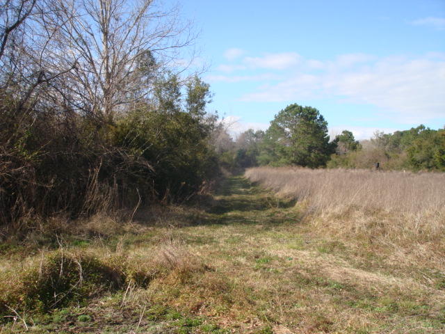 7666 Point Of Pines Road Edisto Island, SC 29438 - Photo 4 of 6 7666 Point of Pines (8)