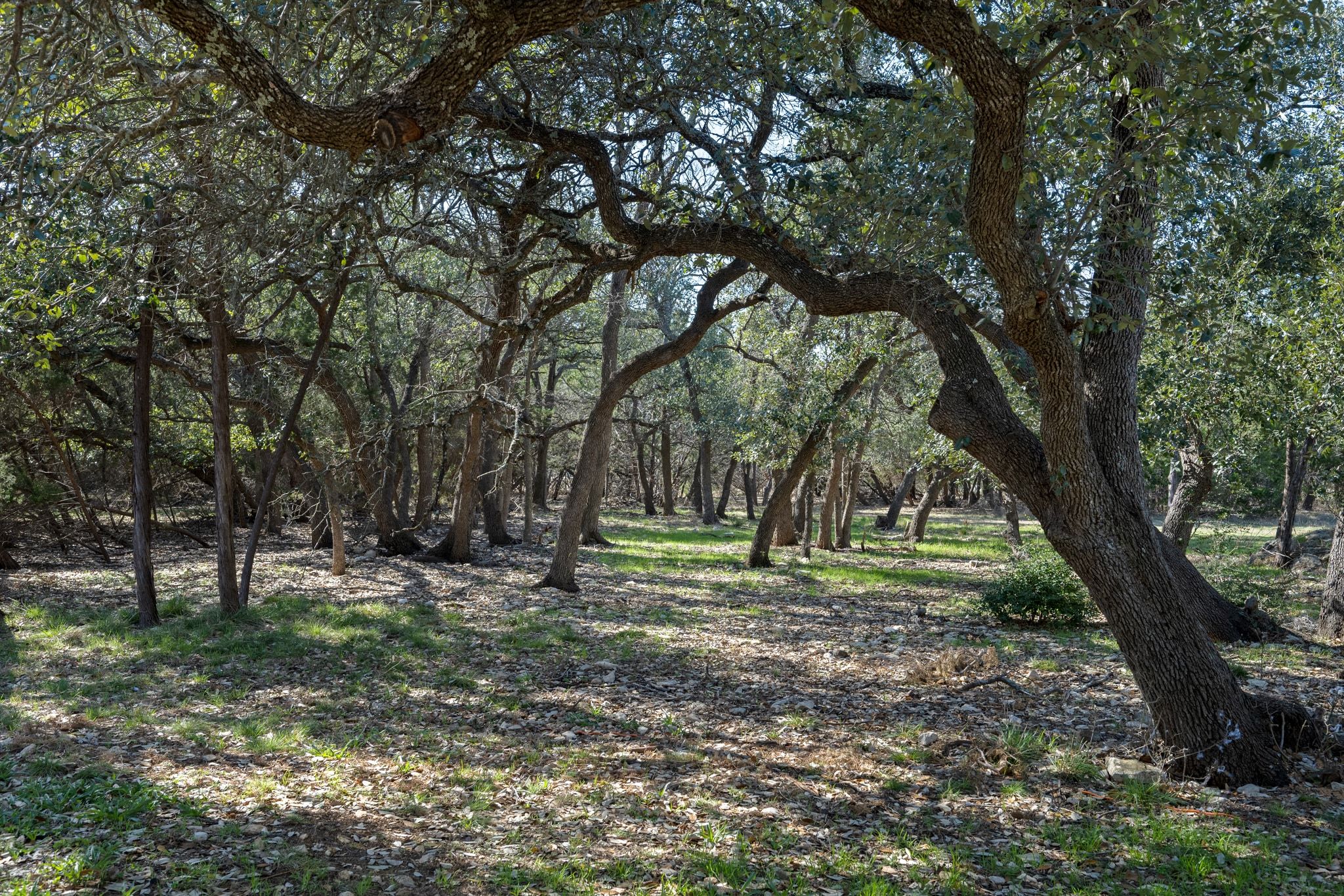 75 Four T Ranch Road Georgetown, TX 78633 - Photo 5 of 32 1.84 acres for you to roam!