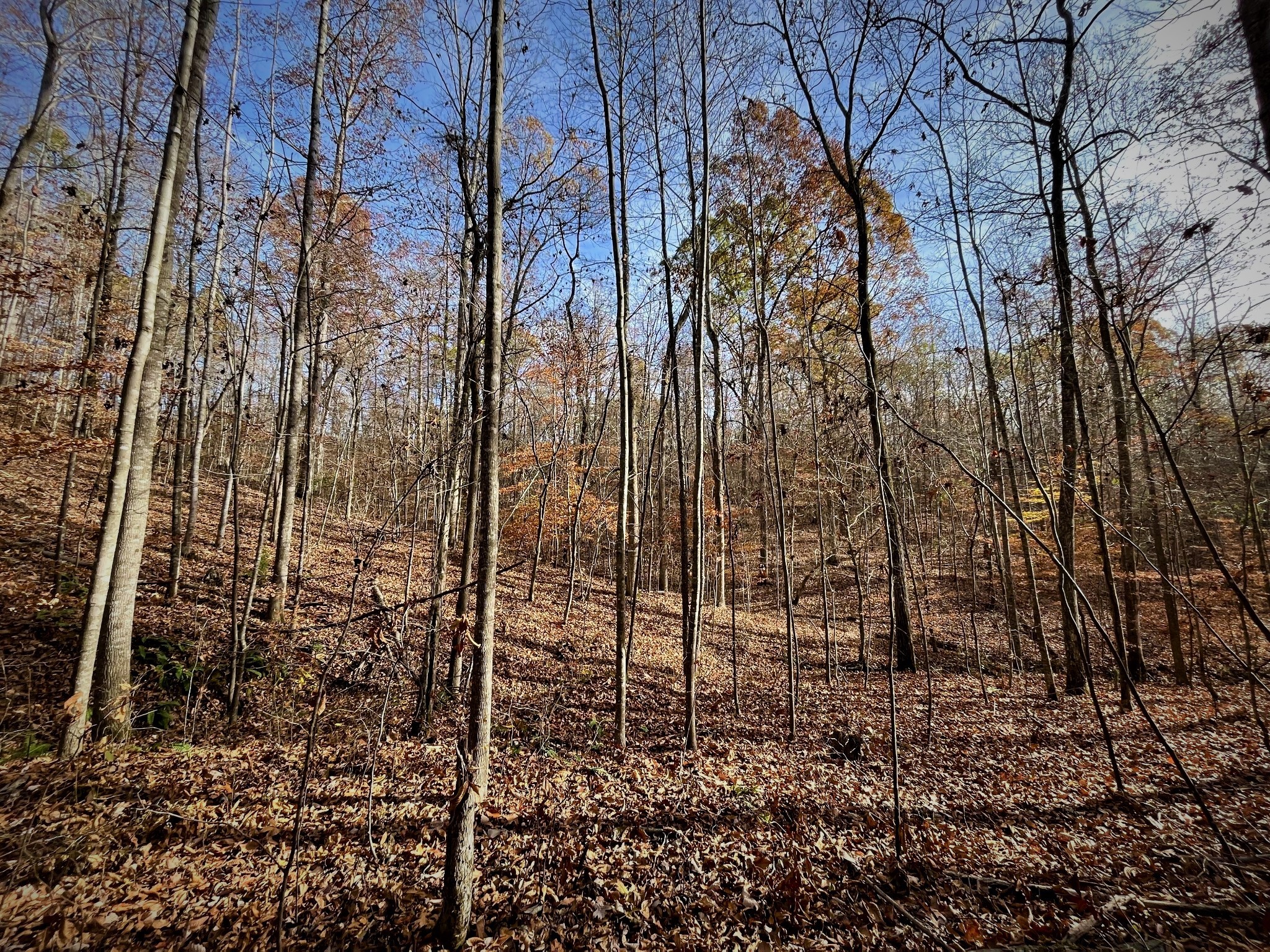 1017 Linden Farm Road Linden, TN 37096 - Photo 14 of 69 Gallery Image 14