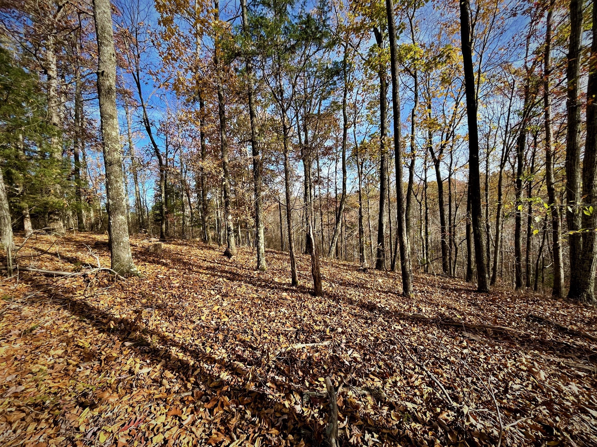 1017 Linden Farm Road Linden, TN 37096 - Photo 15 of 69 Gallery Image 15