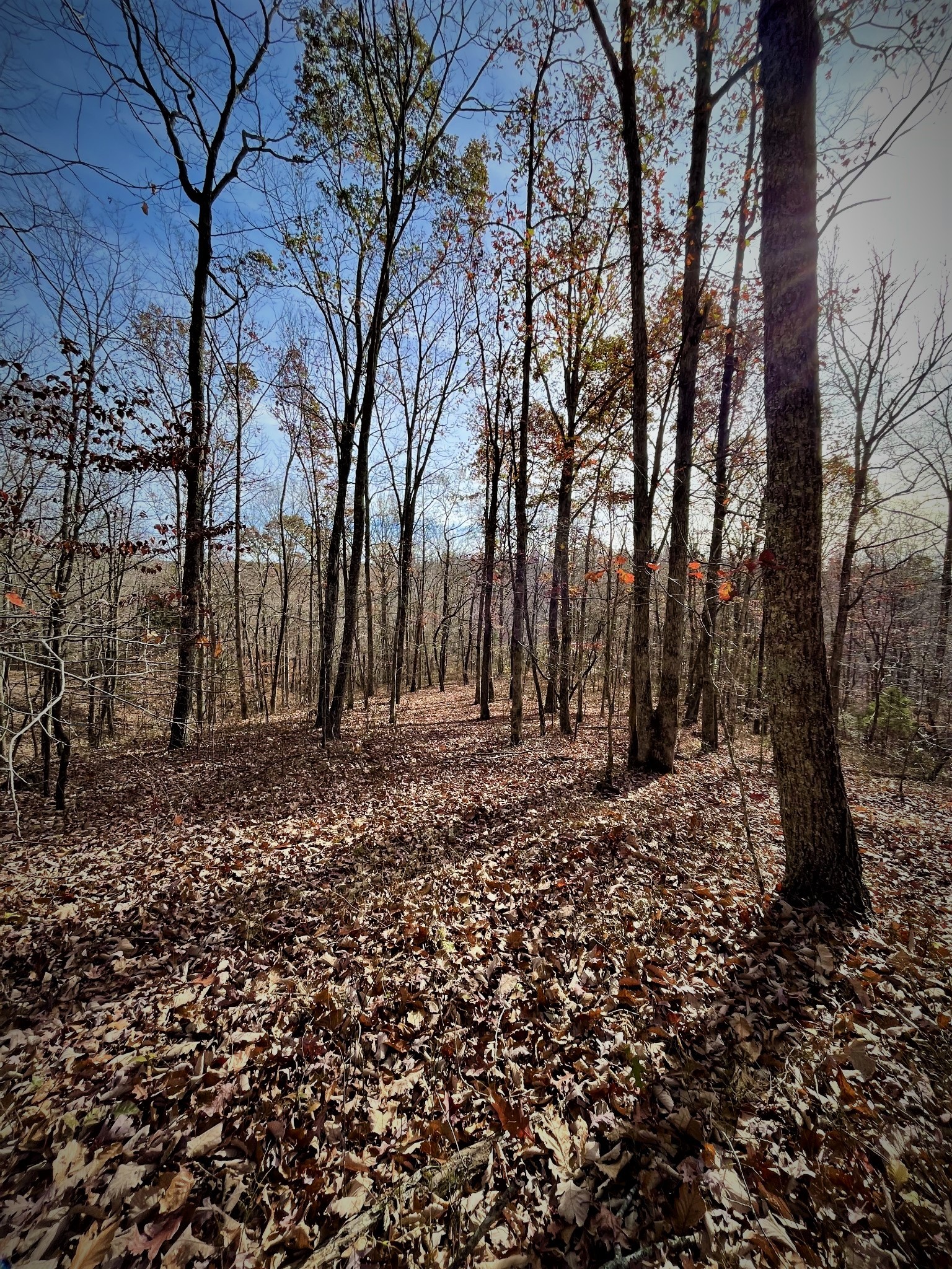 1017 Linden Farm Road Linden, TN 37096 - Photo 18 of 69 Gallery Image 18