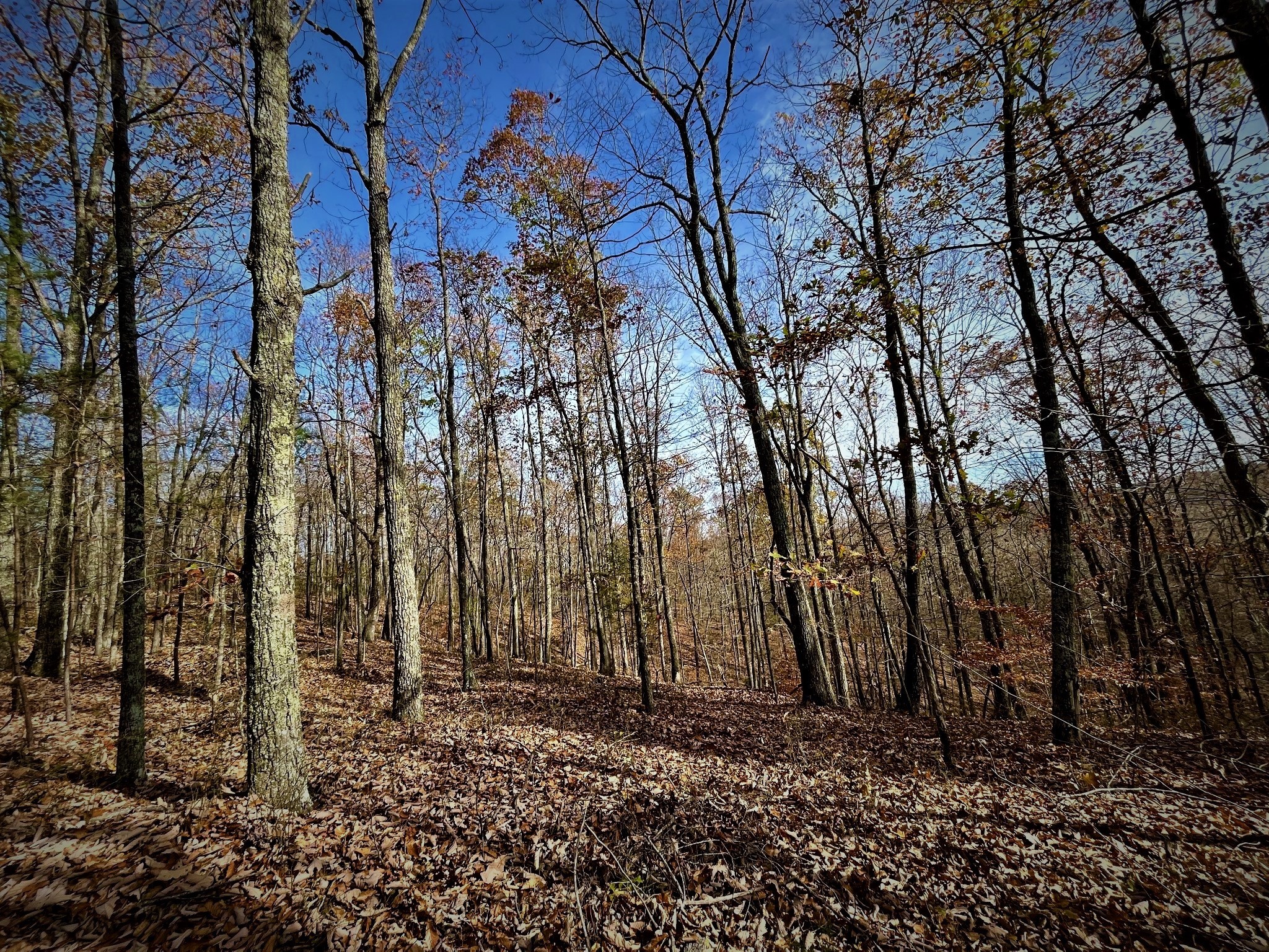 1017 Linden Farm Road Linden, TN 37096 - Photo 34 of 69 Gallery Image 34
