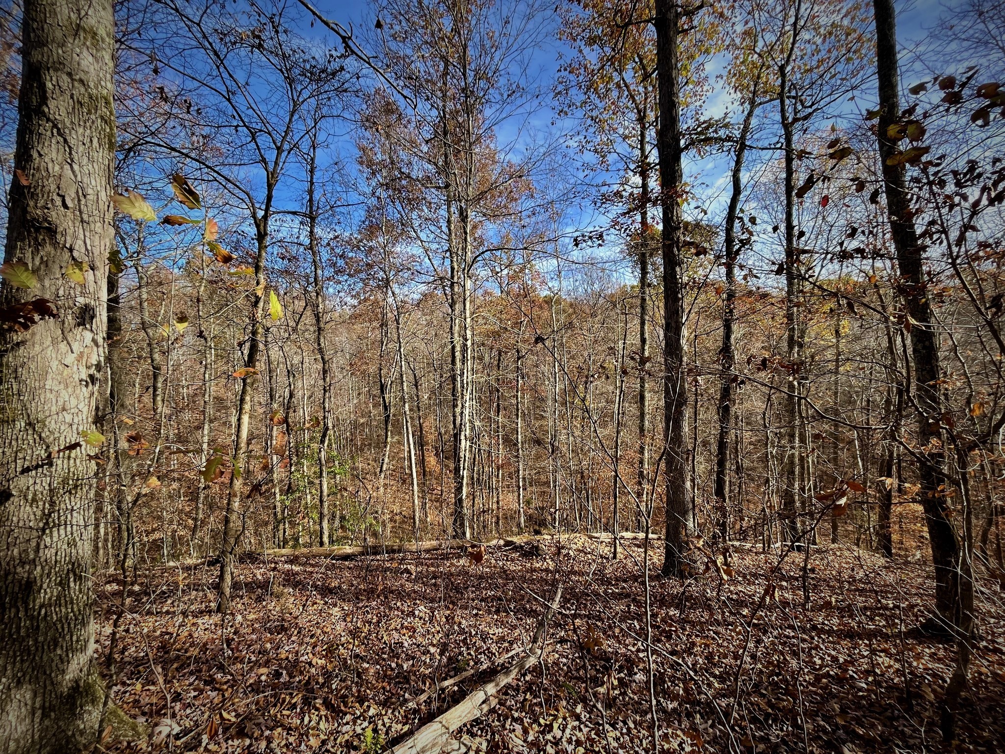 1017 Linden Farm Road Linden, TN 37096 - Photo 36 of 69 Gallery Image 36