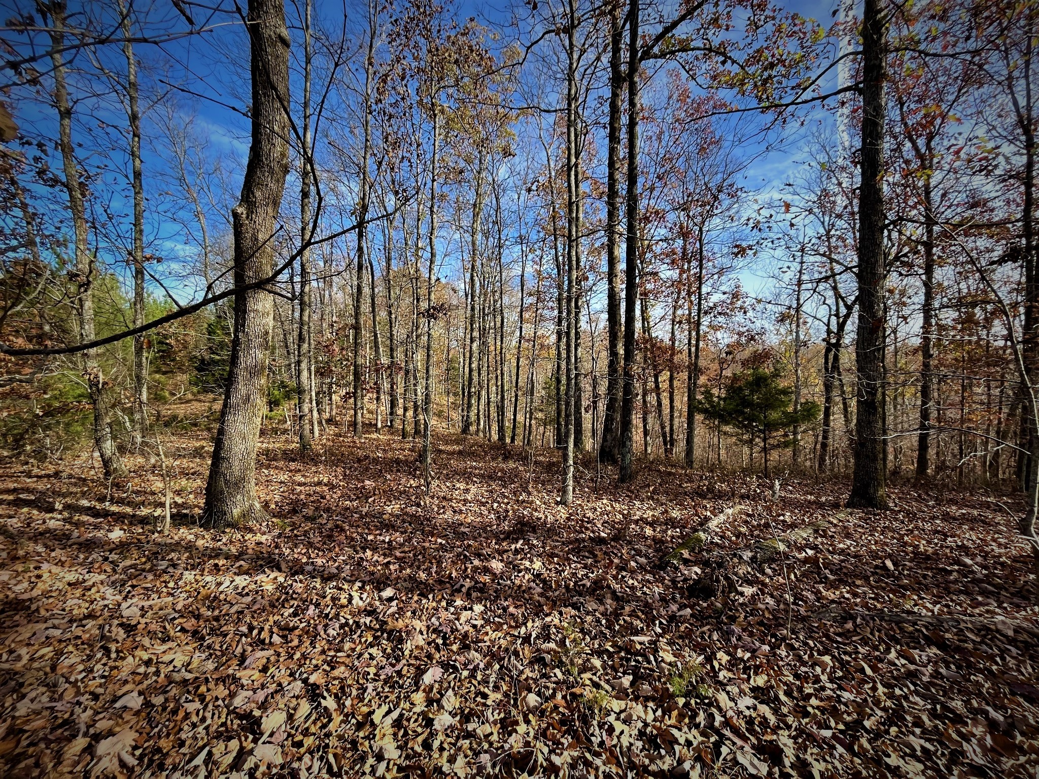 1017 Linden Farm Road Linden, TN 37096 - Photo 38 of 69 Gallery Image 38
