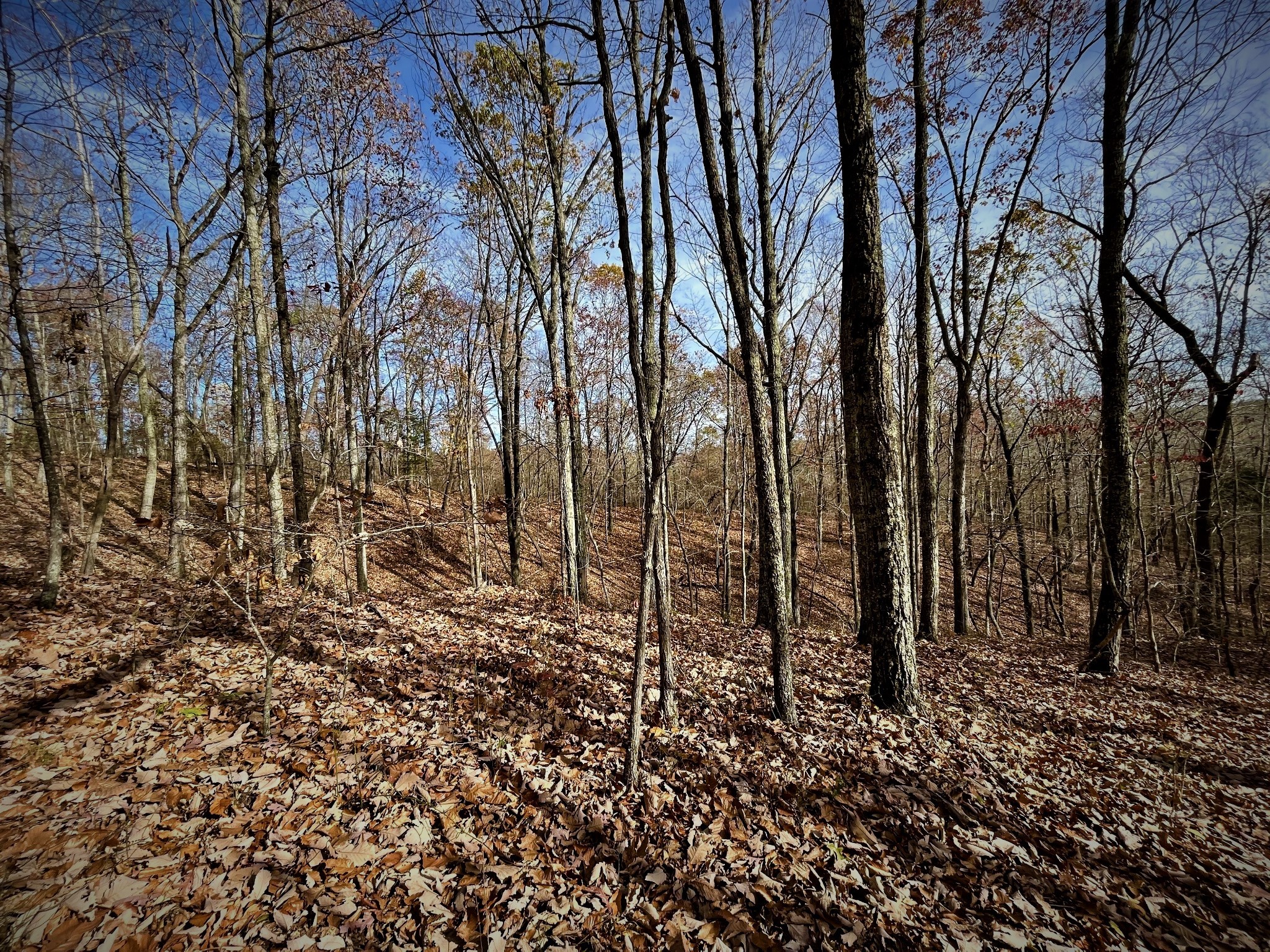 1017 Linden Farm Road Linden, TN 37096 - Photo 39 of 69 Gallery Image 39