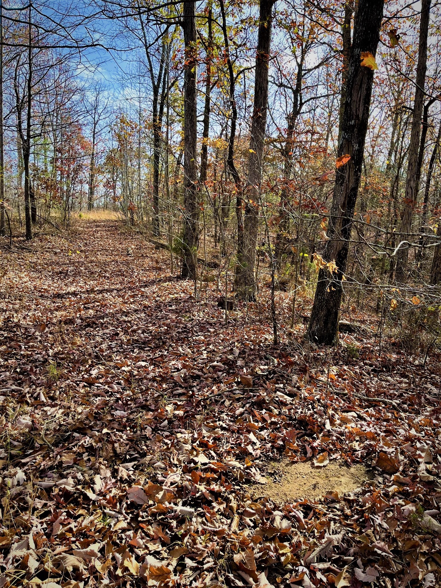 1017 Linden Farm Road Linden, TN 37096 - Photo 40 of 69 Gallery Image 40
