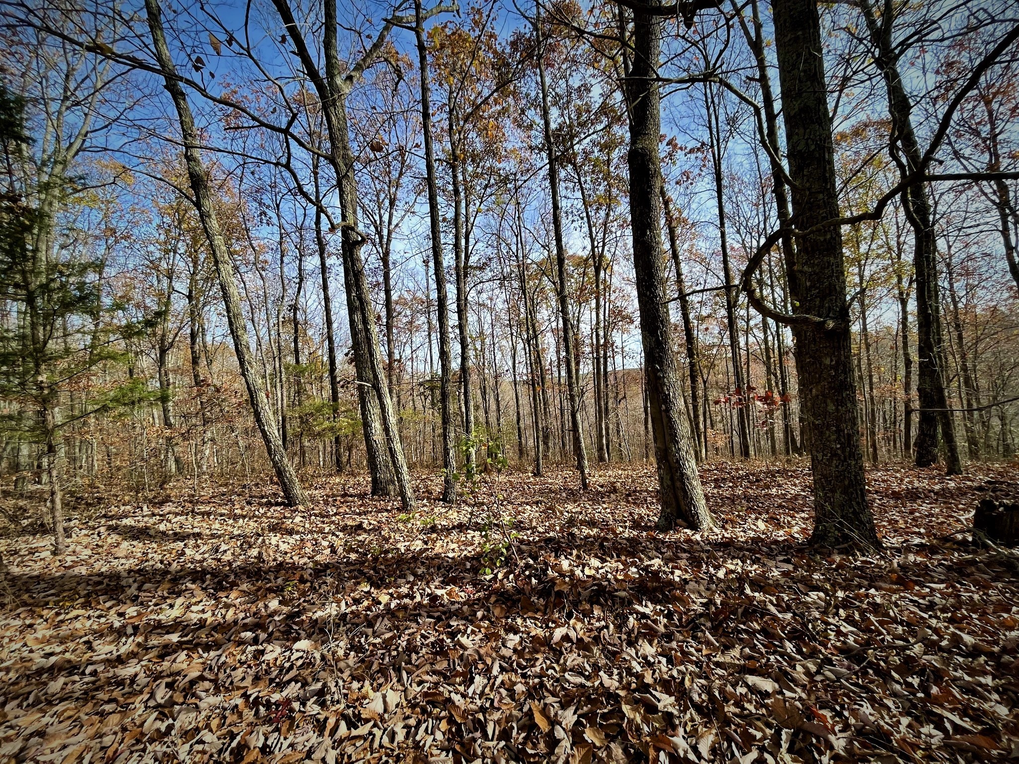 1017 Linden Farm Road Linden, TN 37096 - Photo 46 of 69 Gallery Image 46