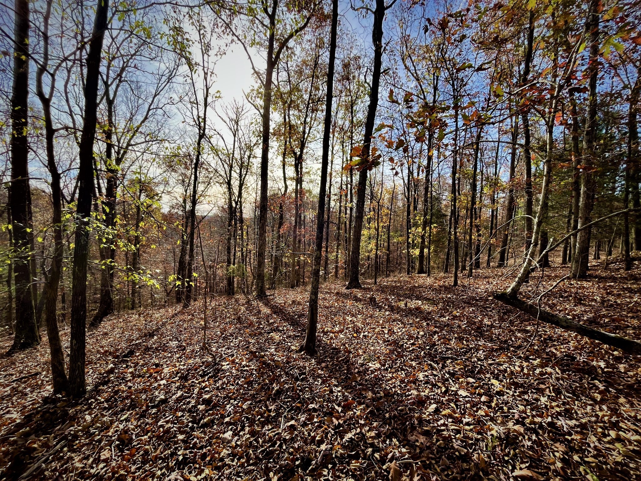 1017 Linden Farm Road Linden, TN 37096 - Photo 61 of 69 Gallery Image 61