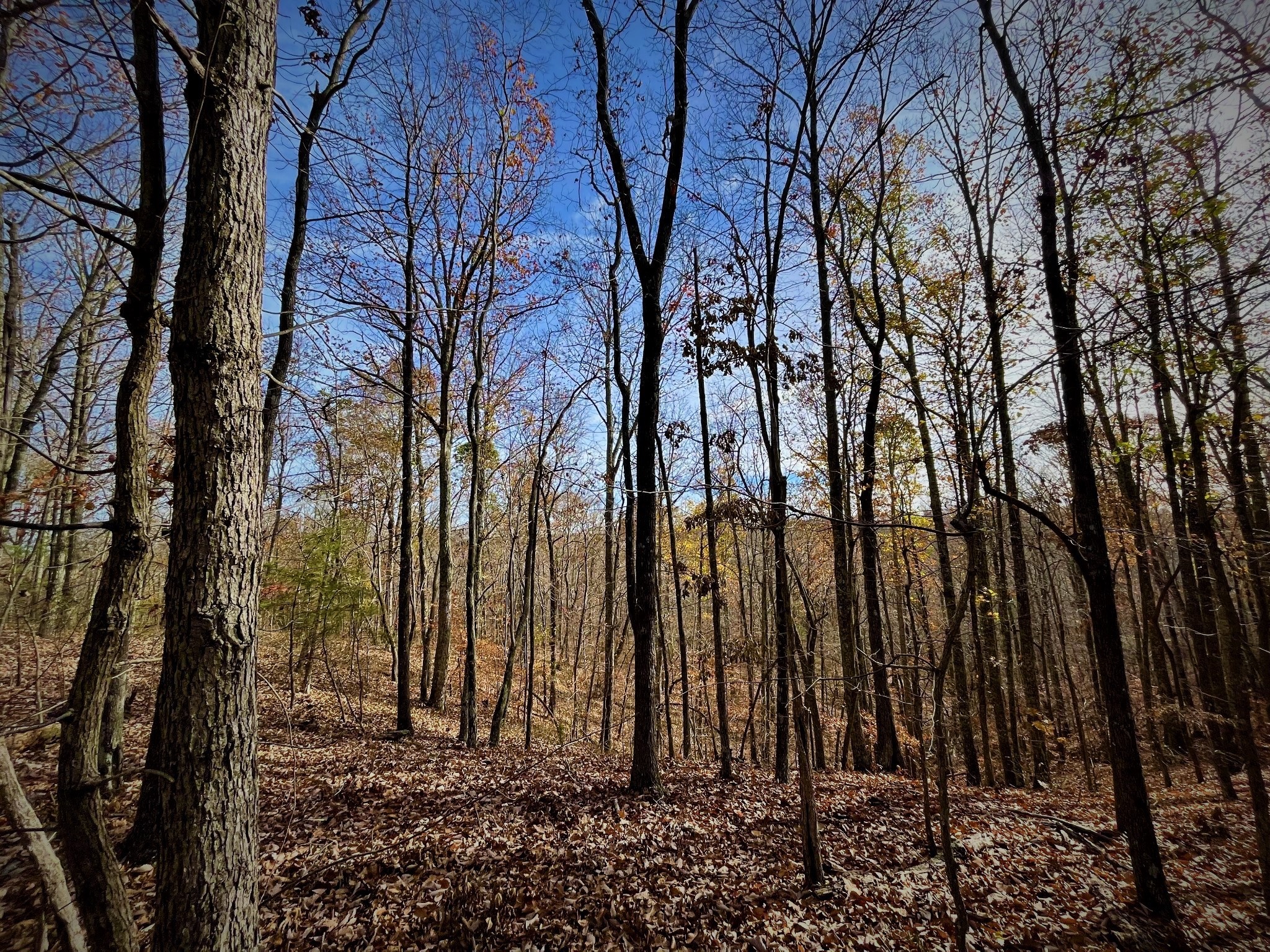 1017 Linden Farm Road Linden, TN 37096 - Photo 63 of 69 Gallery Image 63