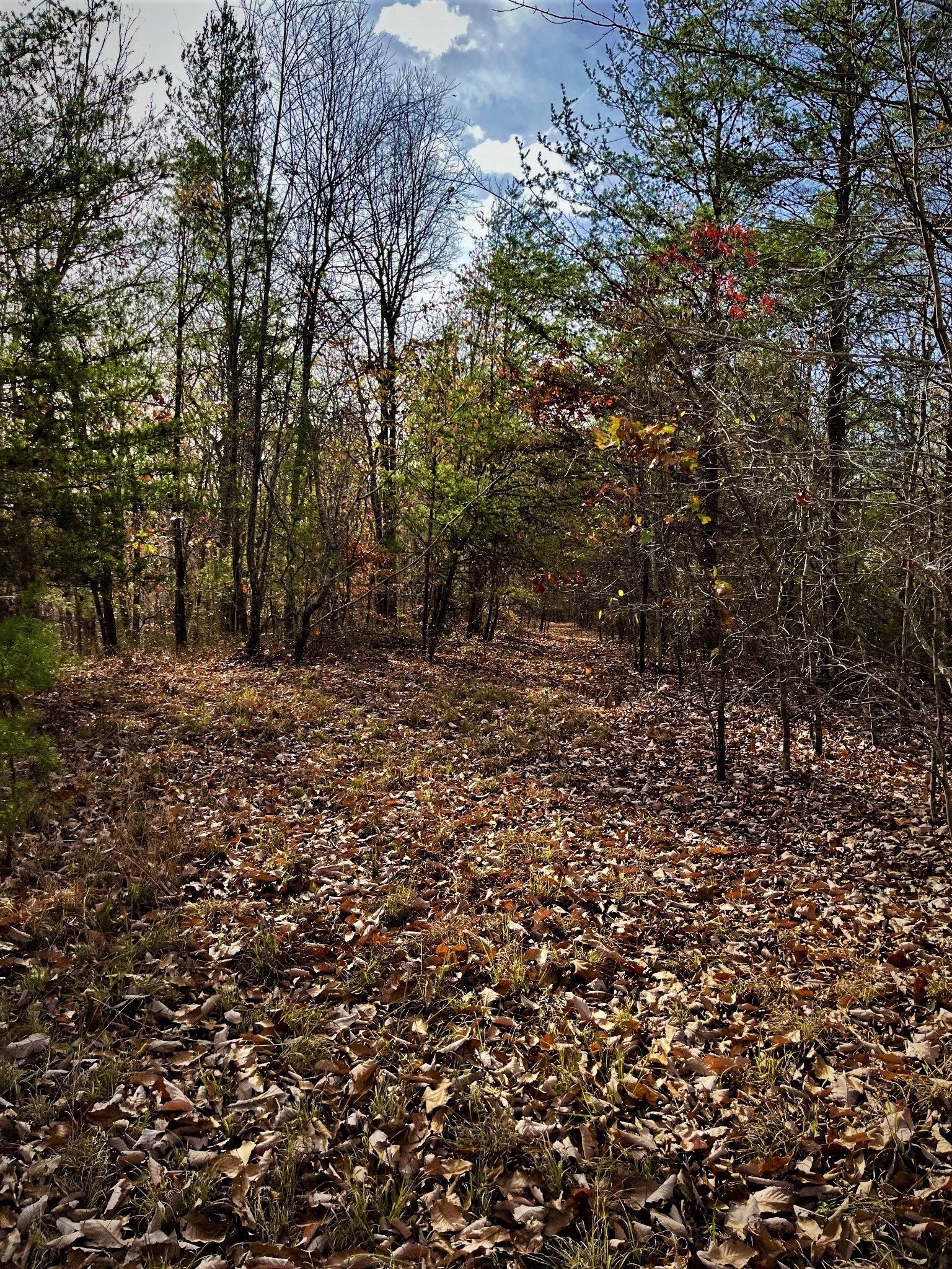 1017 Linden Farm Road Linden, TN 37096 - Photo 64 of 69 Gallery Image 64