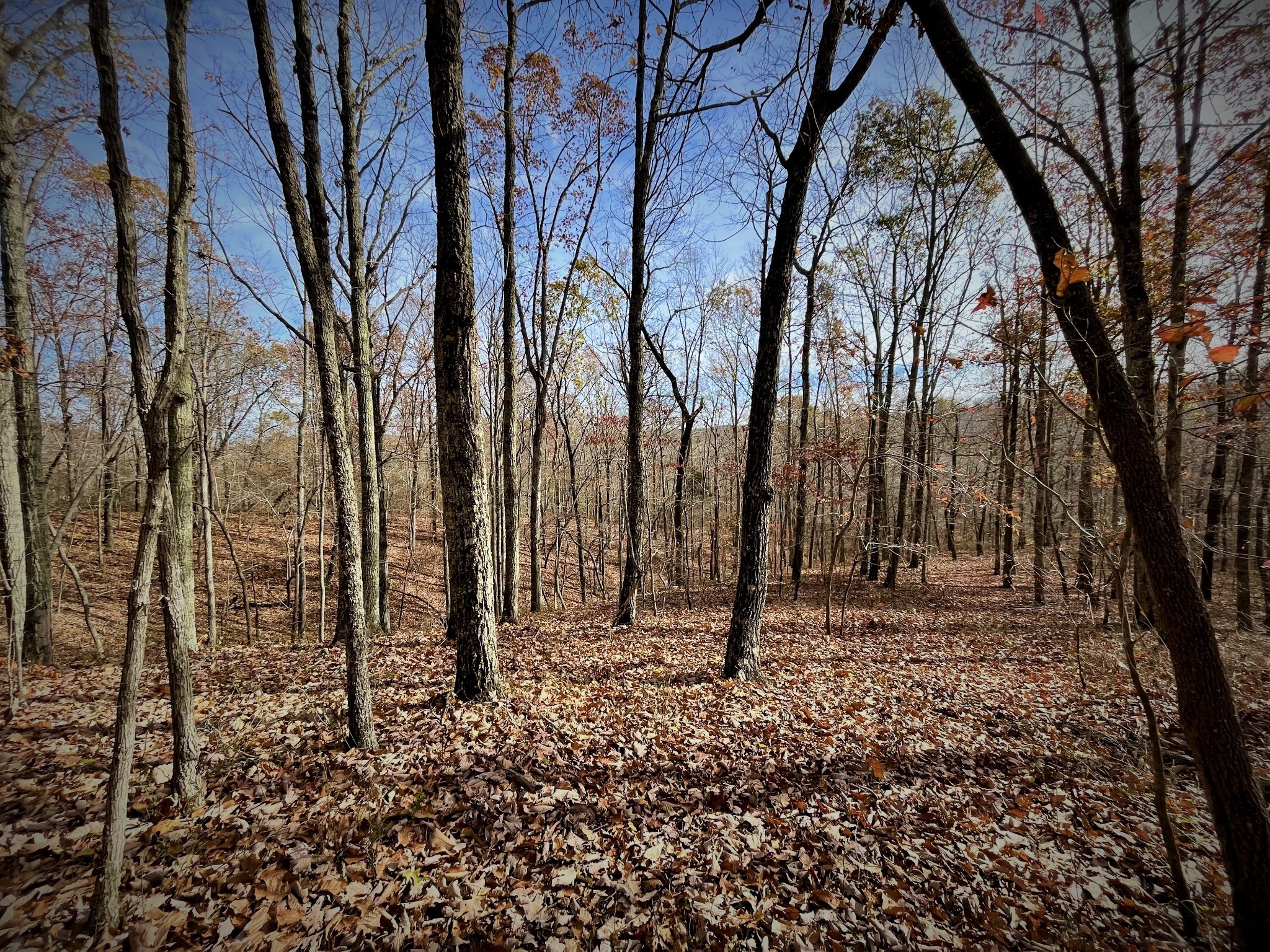 1017 Linden Farm Road Linden, TN 37096 - Photo 7 of 69 Gallery Image 7