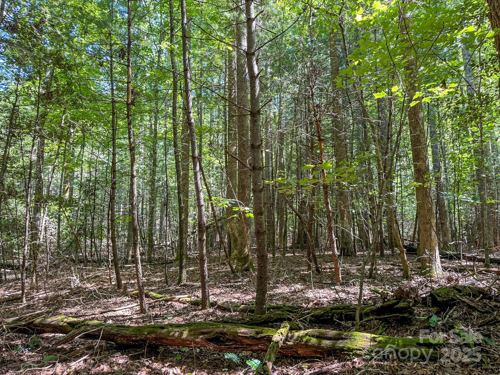 0 Spring Road, Unit 6 Hendersonville, NC 28739 - Photo 14 of 30 a view of forest