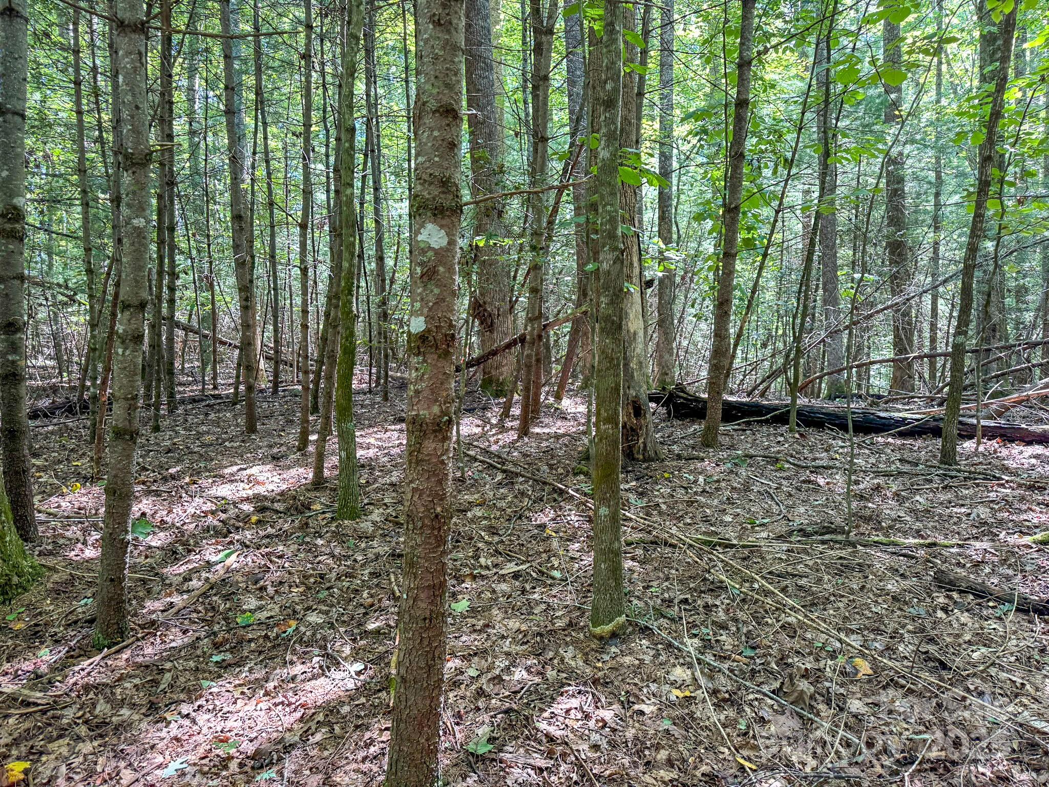0 Spring Road, Unit 6 Hendersonville, NC 28739 - Photo 15 of 30 a view of outdoor space and green space