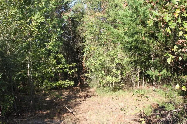 a view of a yard with plants and tree