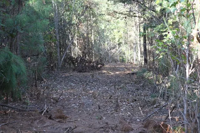 a view of a forest with trees in the background