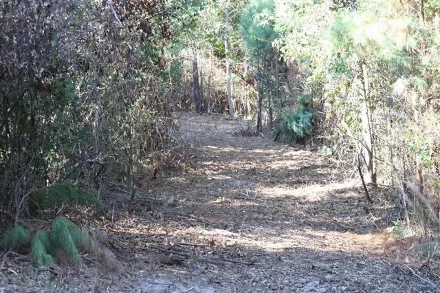 a view of a yard with large trees