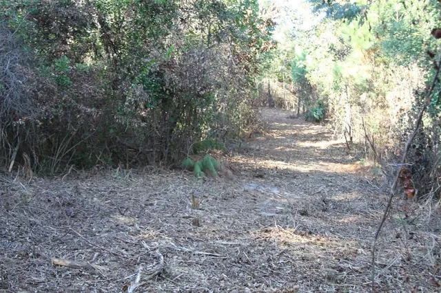a view of a yard with plants and trees