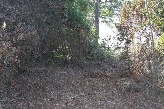 a view of a forest with trees in the background