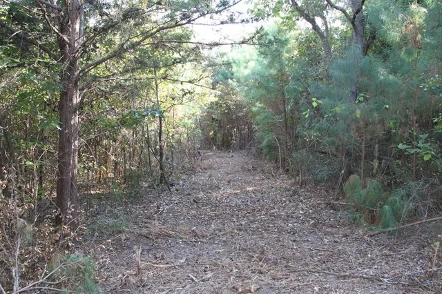 a view of a forest with trees in the background