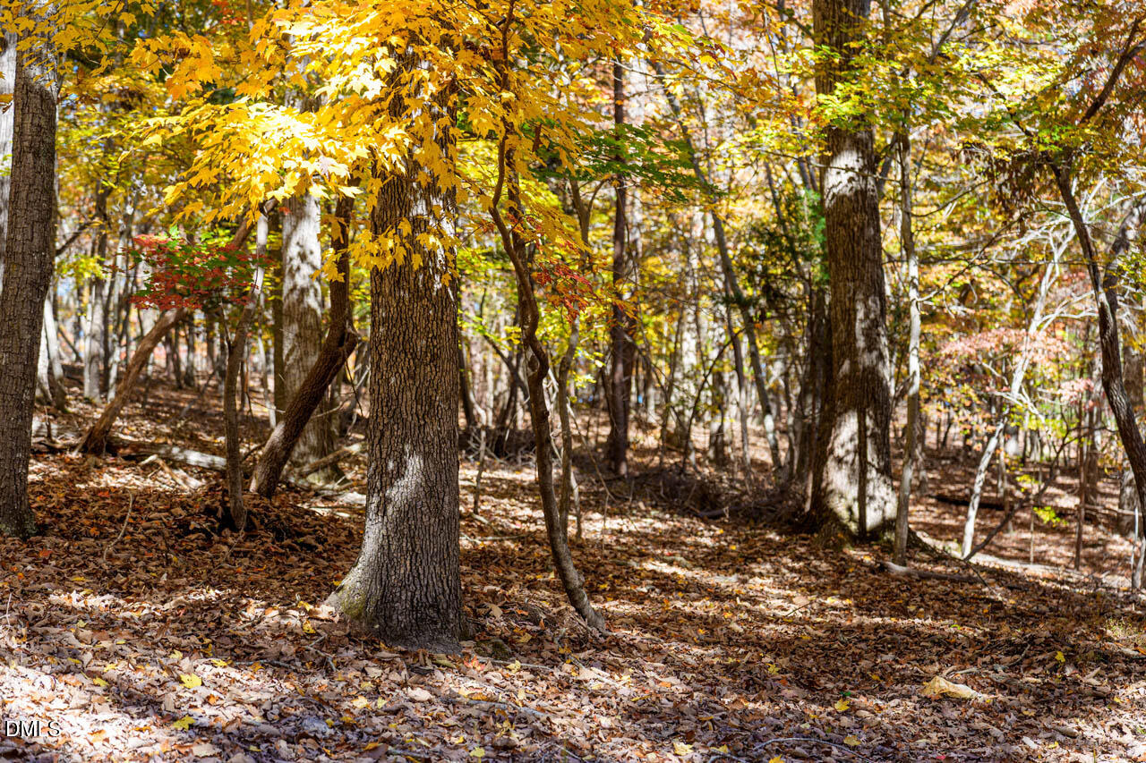 1122 Ridgelift Lane Hillsborough, NC 27278 - Photo 11 of 26 a backyard of a house with lots of trees