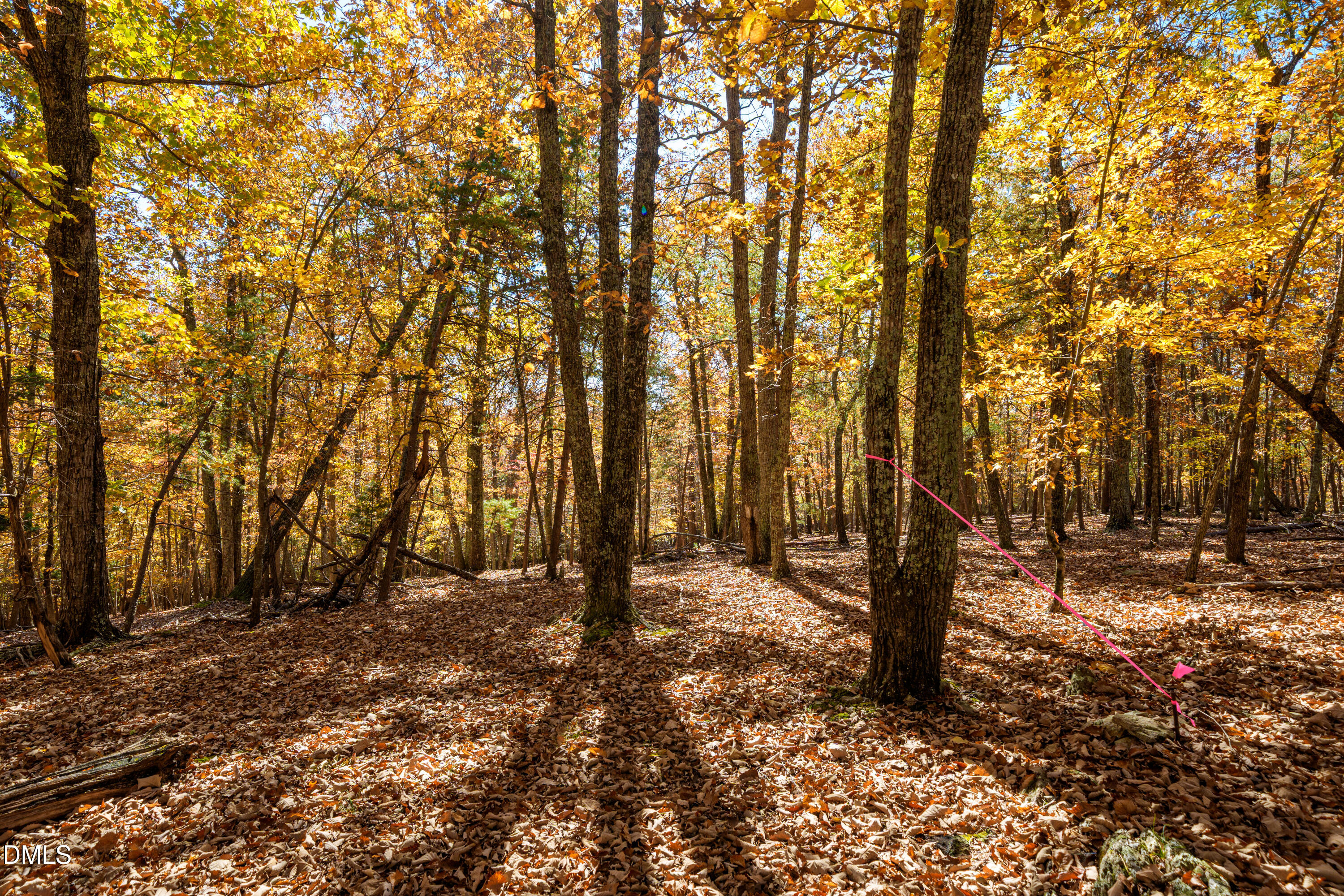 1122 Ridgelift Lane Hillsborough, NC 27278 - Photo 14 of 26 a backyard of a house with lots of trees