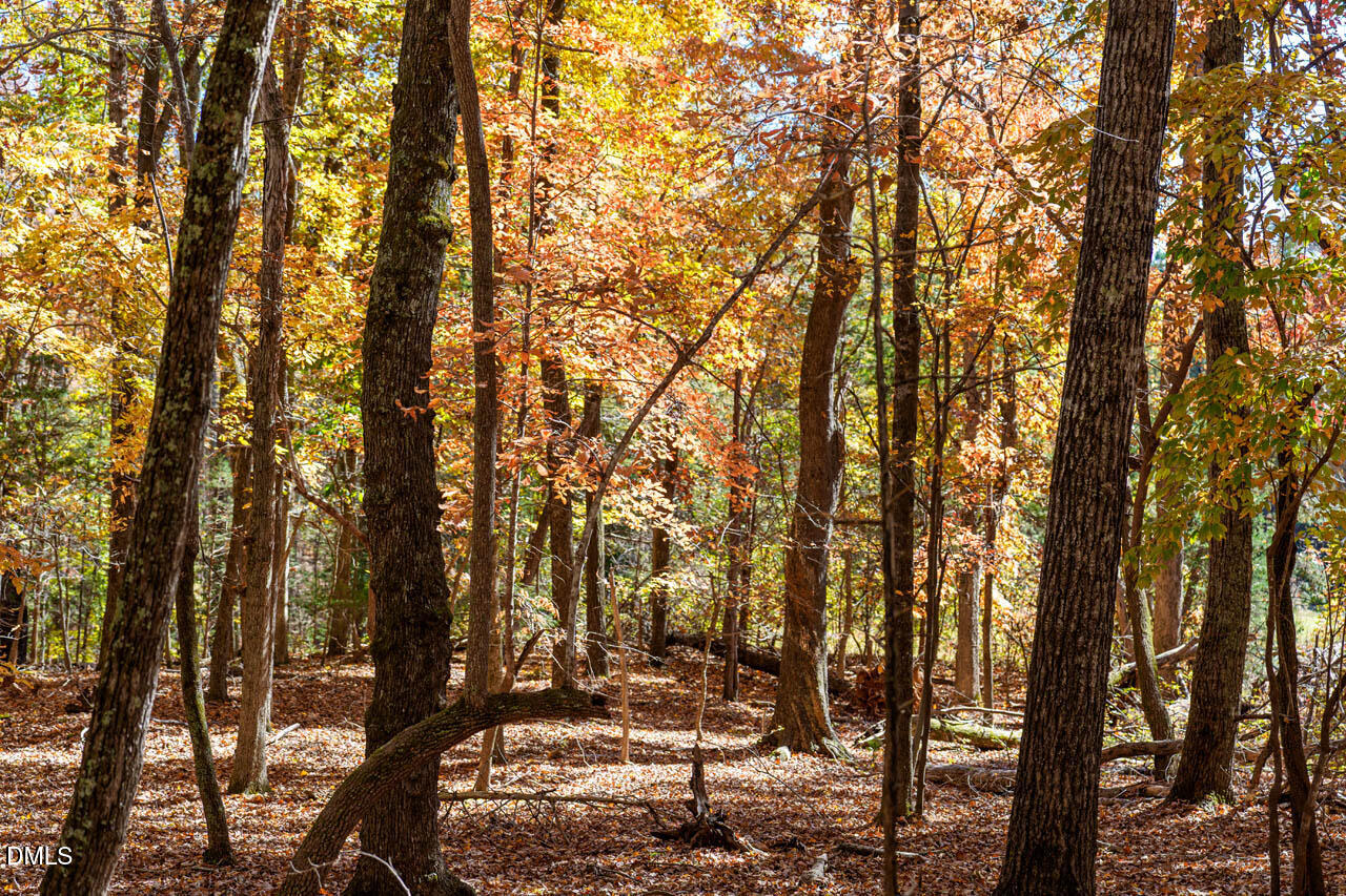 1122 Ridgelift Lane Hillsborough, NC 27278 - Photo 22 of 26 a view of covered with trees