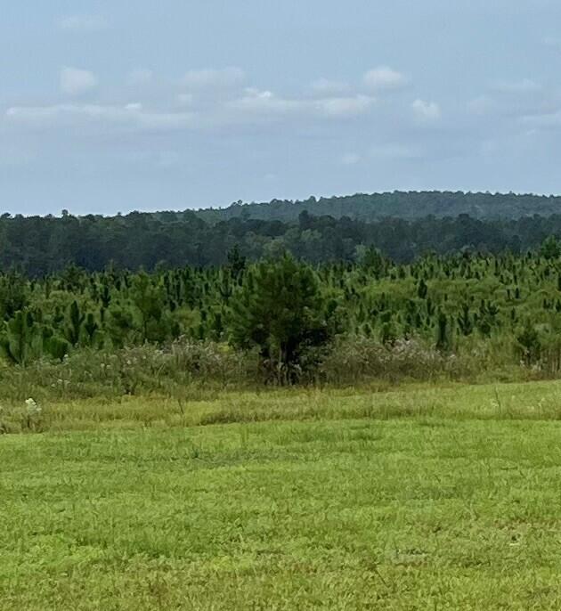 Lot 7 Cooks Pond Road Road Windsor, SC 29856 - Photo 4 of 5