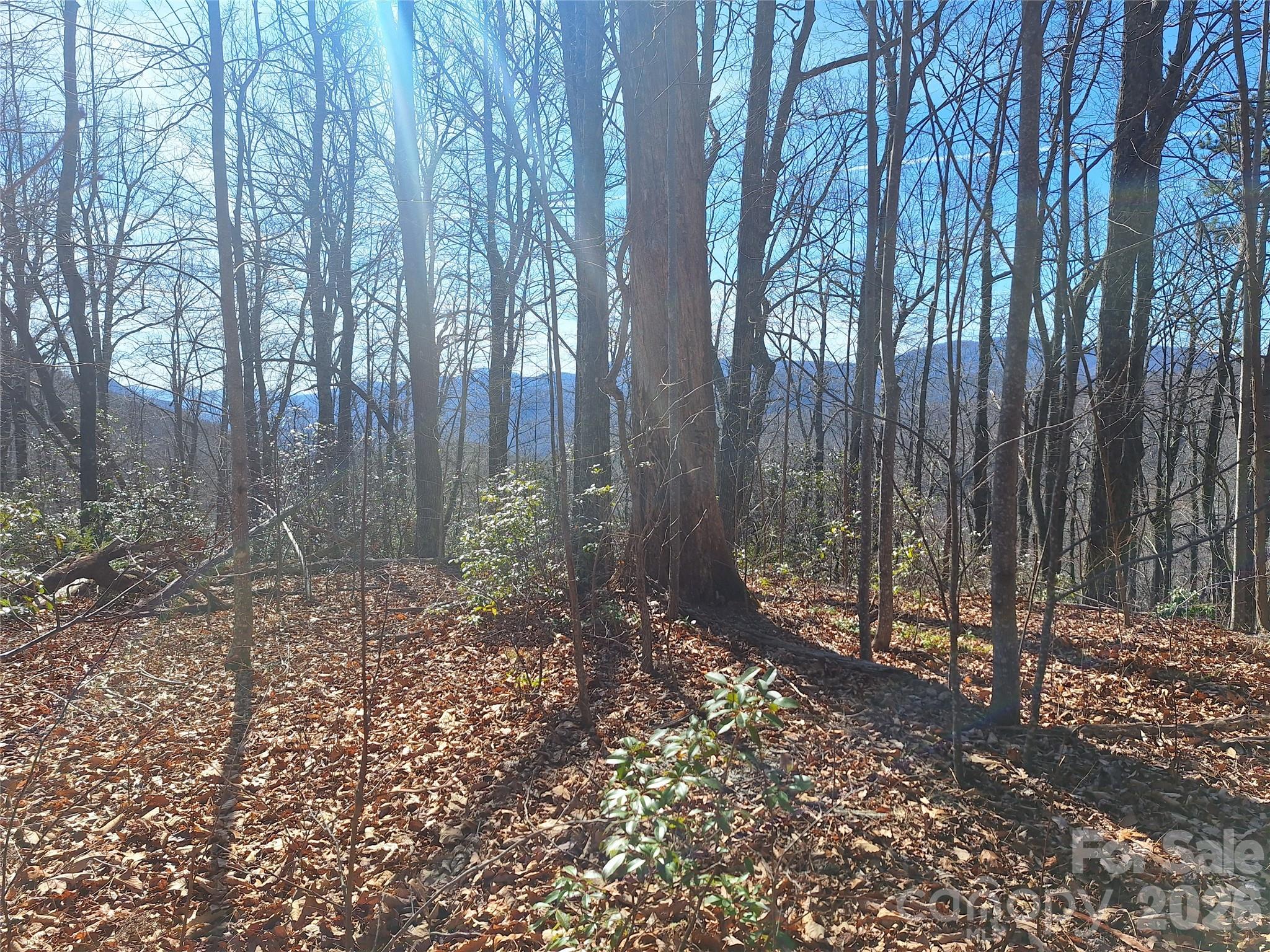 965 Wolf Pen Road Old Fort, NC 28762 - Photo 24 of 26 a view of a forest with trees in the background