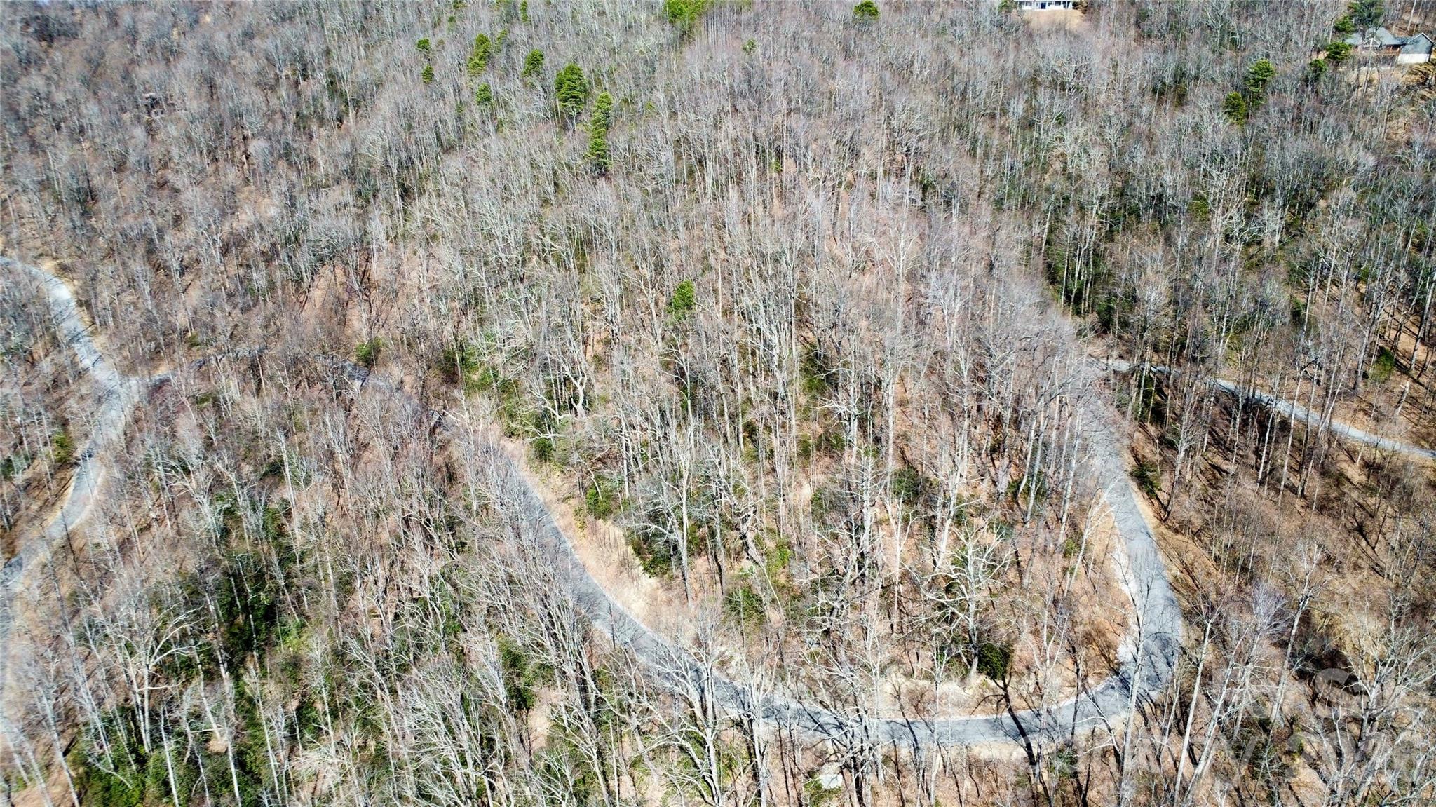 965 Wolf Pen Road Old Fort, NC 28762 - Photo 7 of 26 a close up of a plant in a forest