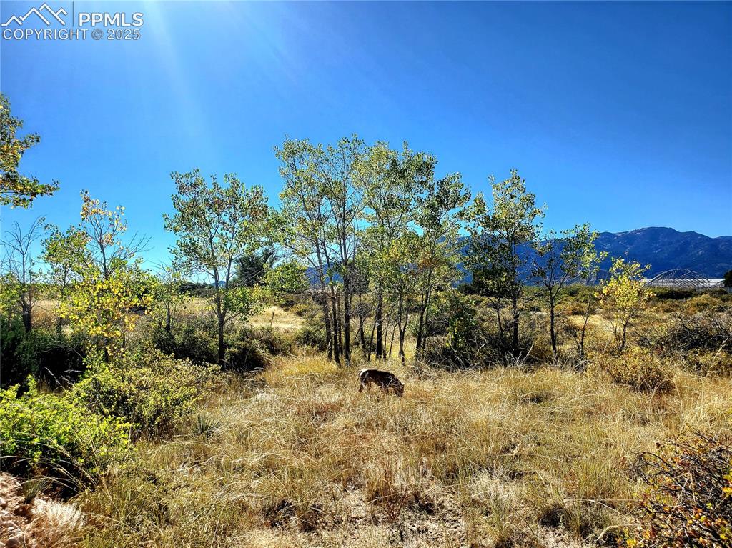 650 County Road Rye, CO 81069 - Photo 7 of 27 a view of a field with plants and trees