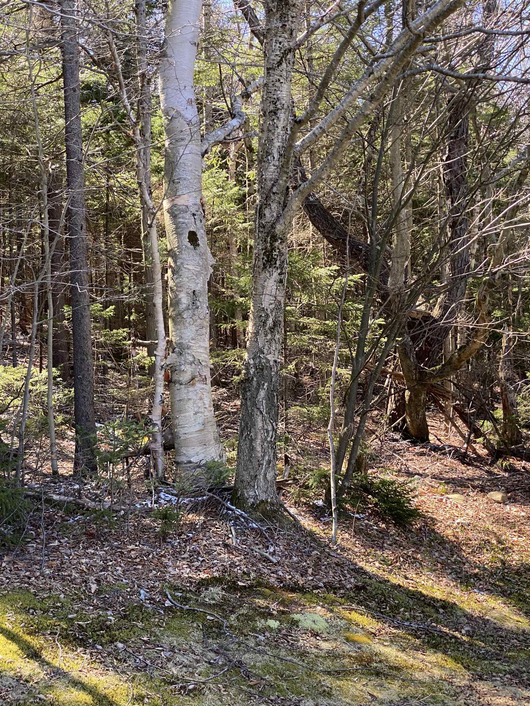 Lot 2 Mann Road Wilmington, VT 05363 - Photo 3 of 14 Gallery Image 3