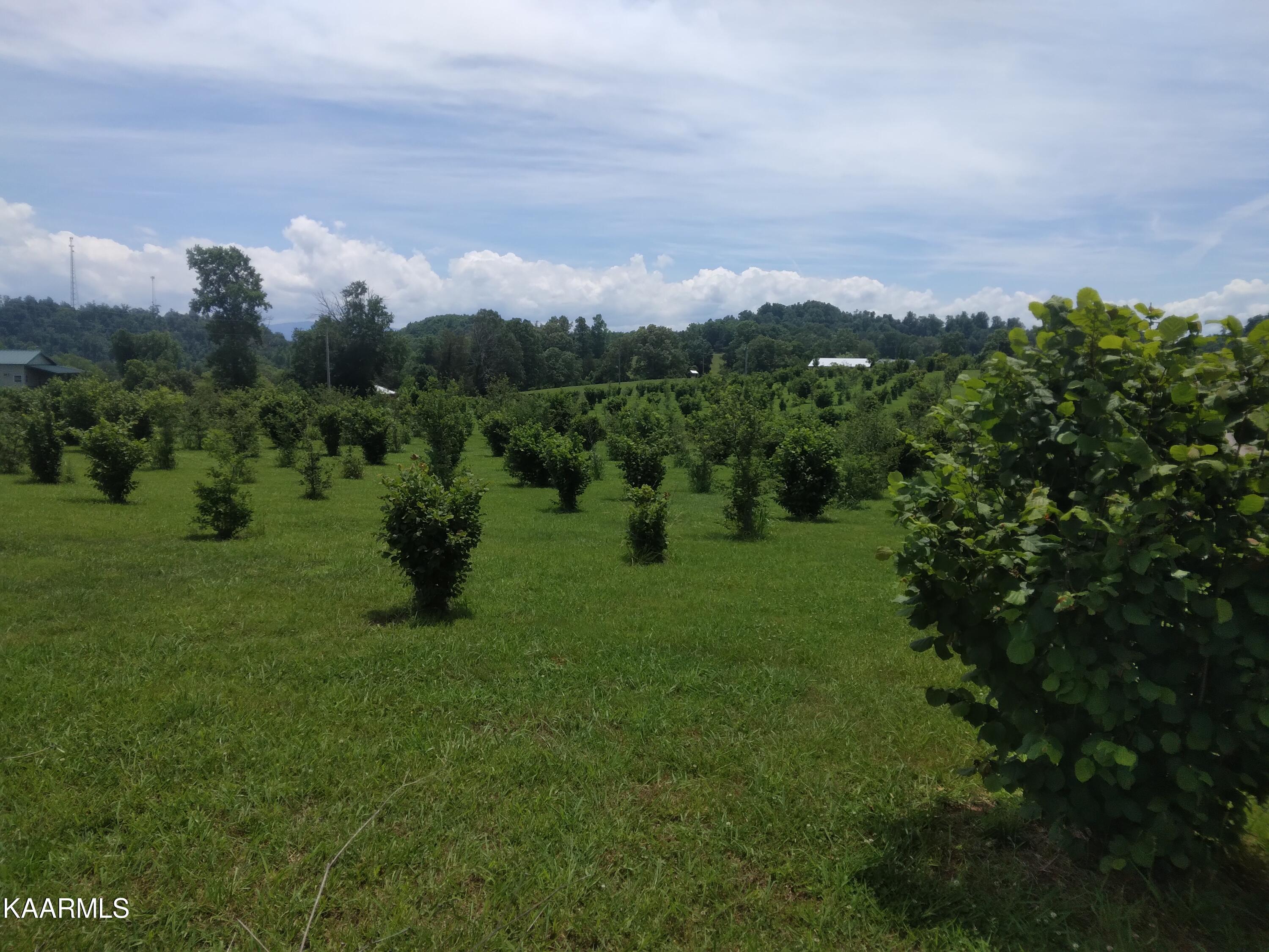 Everhart Road Tellico Plains, TN 37385 - Photo 1 of 7 So Many Possibilities!
