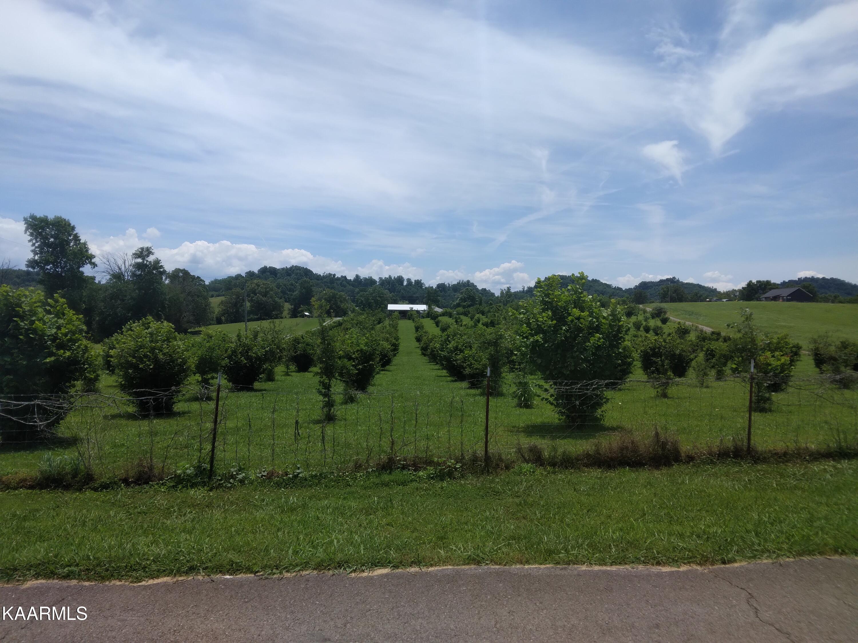 Everhart Road Tellico Plains, TN 37385 - Photo 4 of 7 Awesome Road Frontage