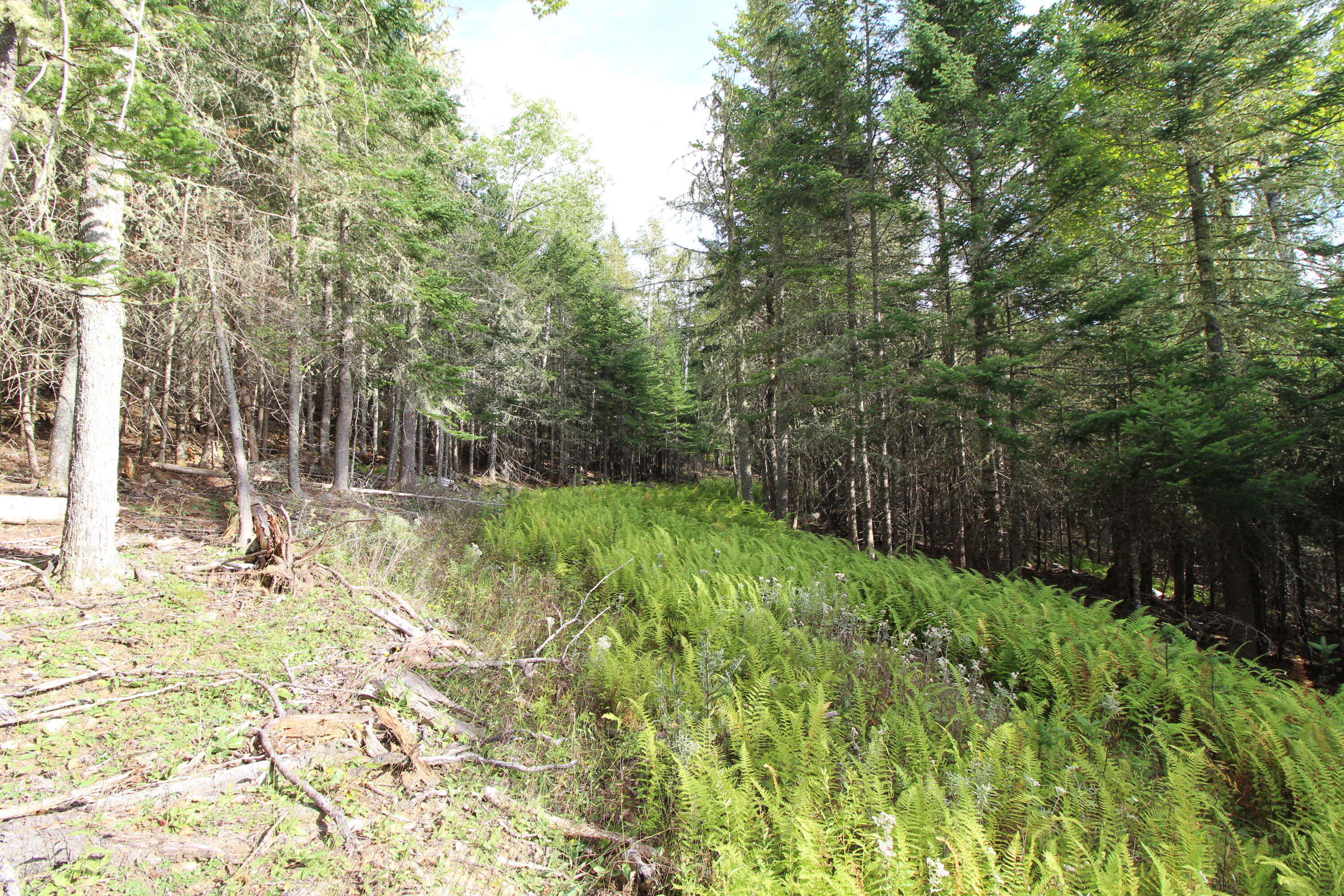 Lot 8 Wheeler Road Rangeley, ME 04970 - Photo 4 of 11 IMG_5298