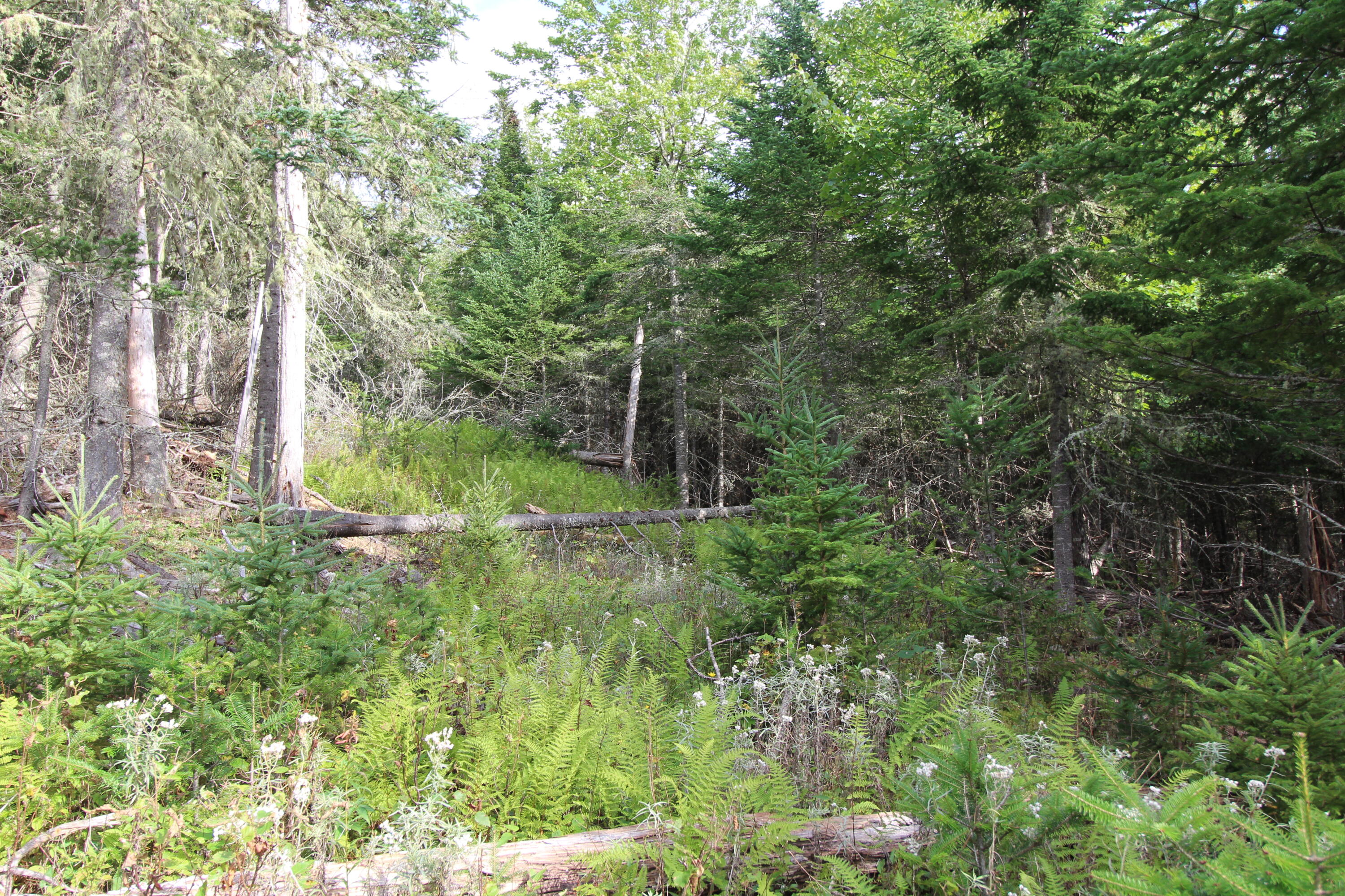 Lot 8 Wheeler Road Rangeley, ME 04970 - Photo 8 of 11 IMG_5309