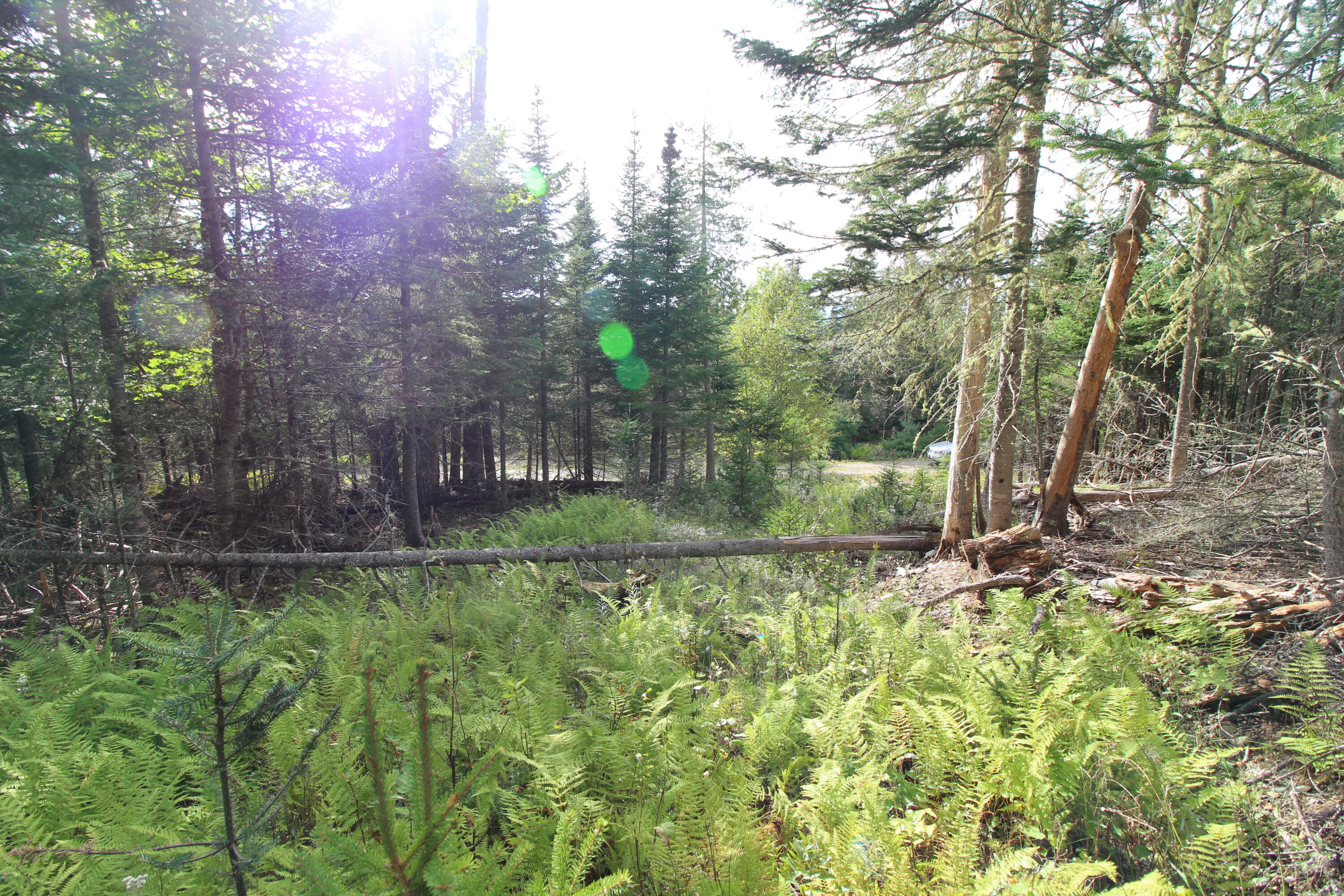 Lot 8 Wheeler Road Rangeley, ME 04970 - Photo 10 of 11 IMG_5305