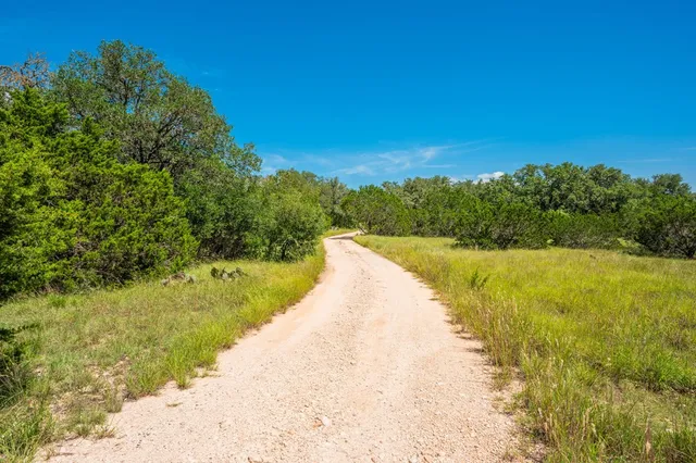 a view of a trees in a yard